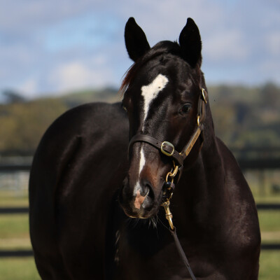 Lot 470: Pierro / La Casade