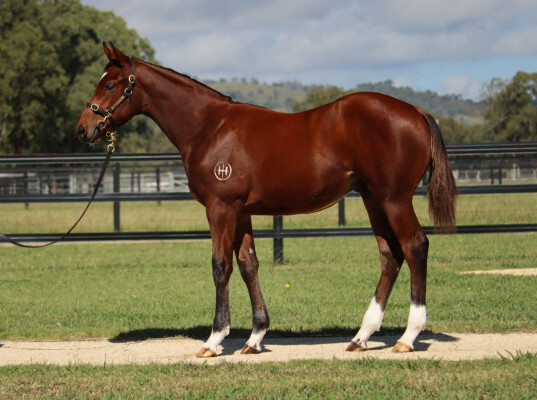 Lot 553: So You Think (NZ) / Miniature