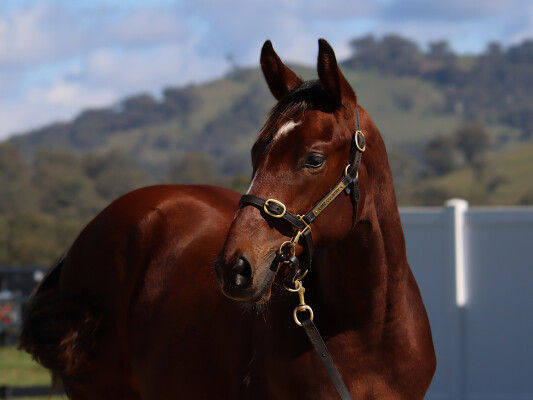 Lot 553: So You Think (NZ) / Miniature