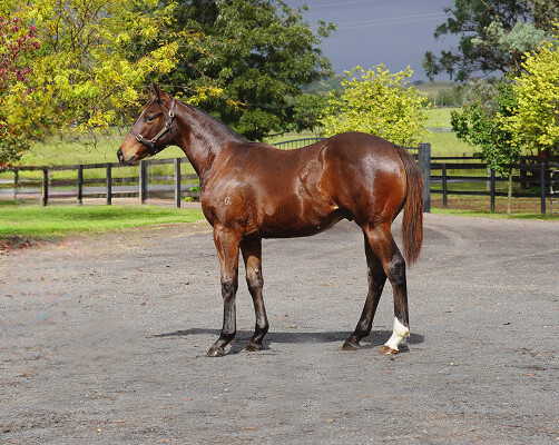 Lot 440: Better Than Ready / In the Navy