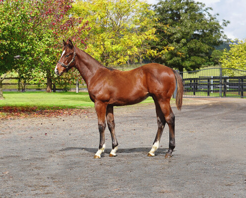 Lot 78: Bivouac / Rhone