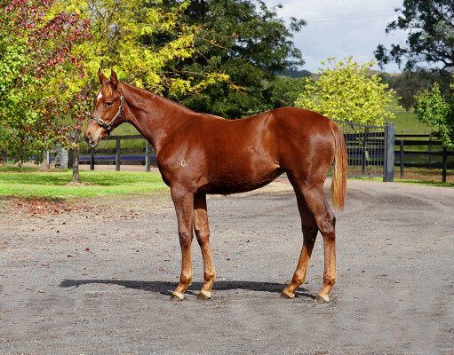 Lot 202: Captivant / Unanimous (USA)