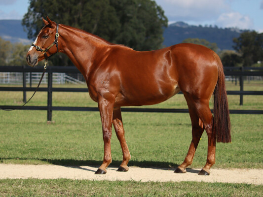 Lot 207: Counterattack / Paper Faces (USA)