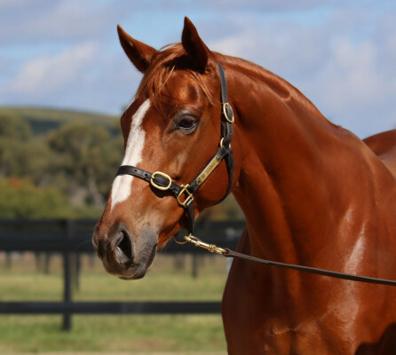 Lot 207: Counterattack / Paper Faces (USA)