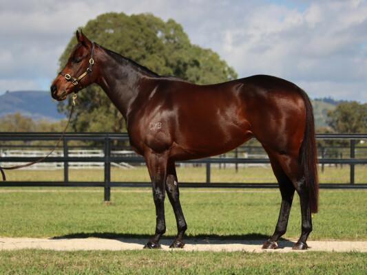 Lot 91: I Am Invincible / Moosirra