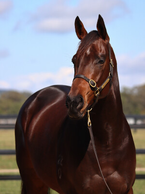 Lot 91: I Am Invincible / Moosirra