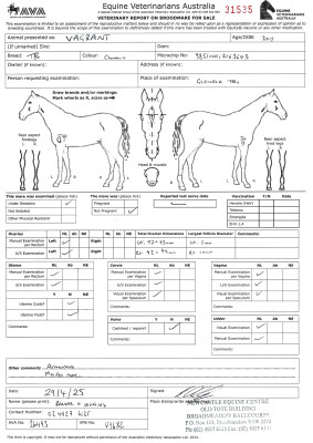 Breeding Report for Lot 19