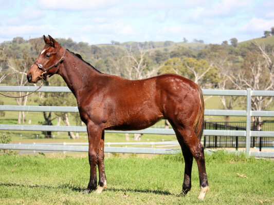 Lot 190: Wild Ruler / Thiwlig