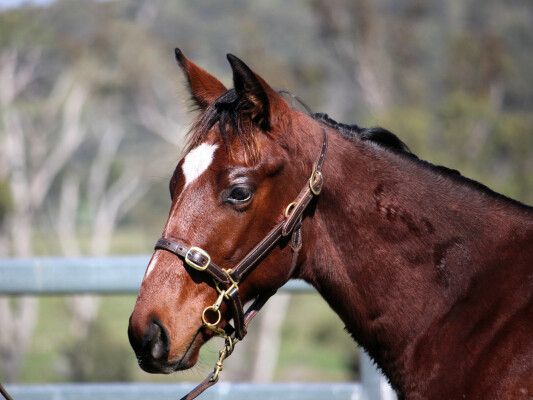 Lot 190: Wild Ruler / Thiwlig