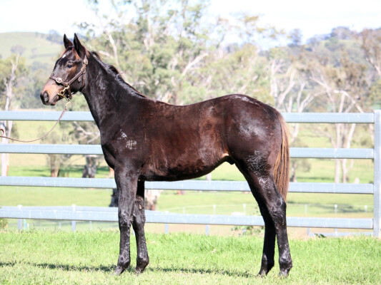 Lot 347: Admire Mars (JPN) / Diamond Kat