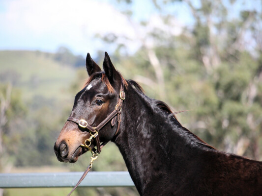 Lot 347: Admire Mars (JPN) / Diamond Kat