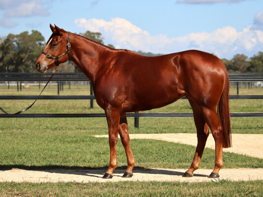 Lot 52: Russian Revolution / Happy Event