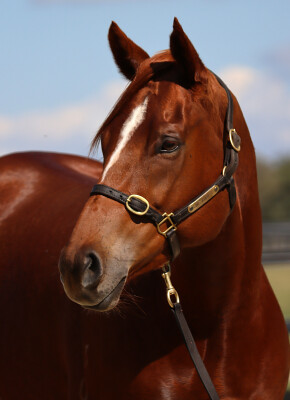 Lot 52: Russian Revolution / Happy Event