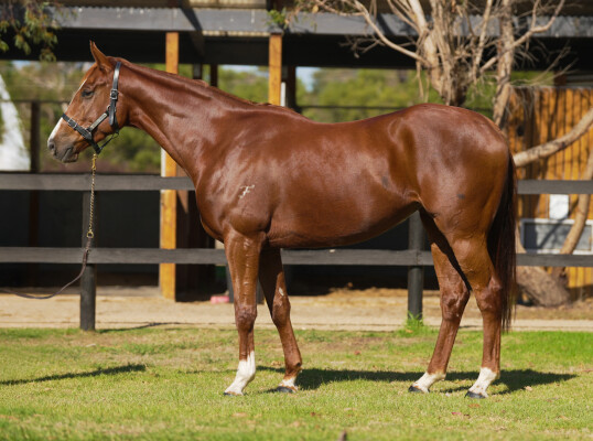 Lot 6: Zoustar / Fiera Vista