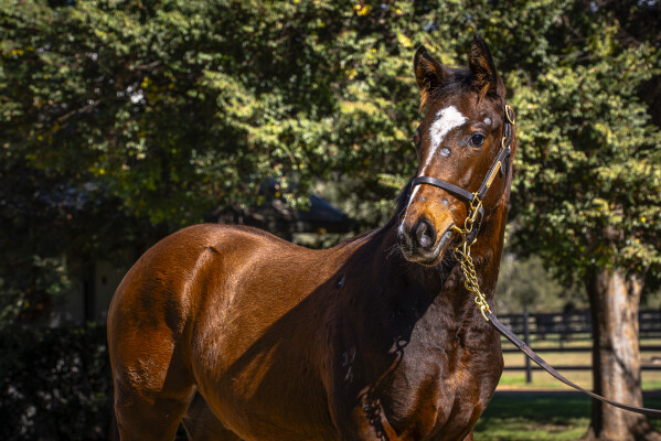 Lot 12: Supido / Niki Piki Milo (NZ)