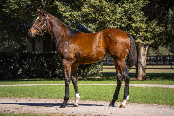 Lot 12: Supido / Niki Piki Milo (NZ)