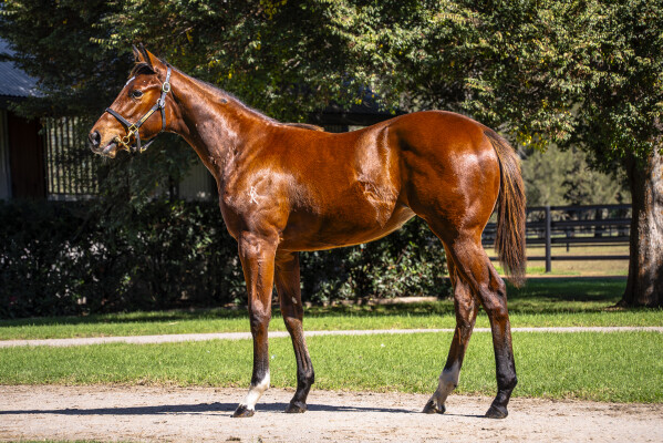 Lot 314: Jacquinot / Cerda