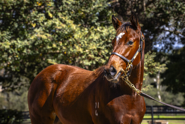 Lot 314: Jacquinot / Cerda