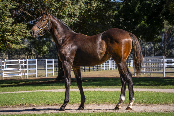 Lot 367: Too Darn Hot (GB) / Enbihaar