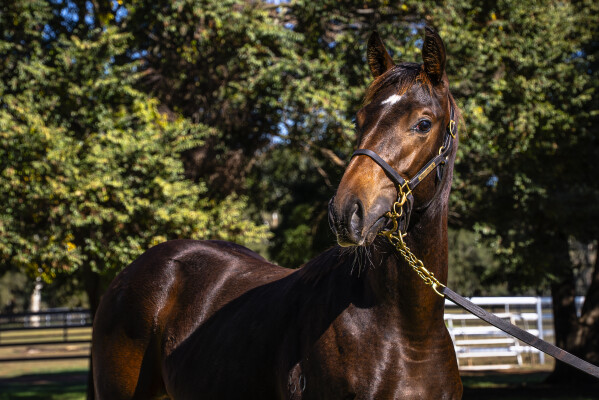 Lot 367: Too Darn Hot (GB) / Enbihaar