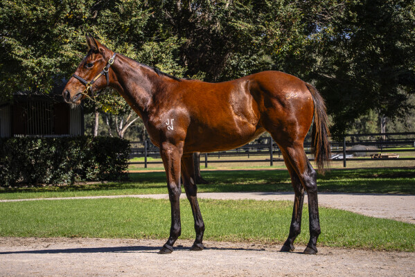 Lot 494: Jacquinot / Leni Louise