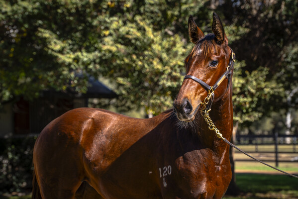 Lot 494: Jacquinot / Leni Louise