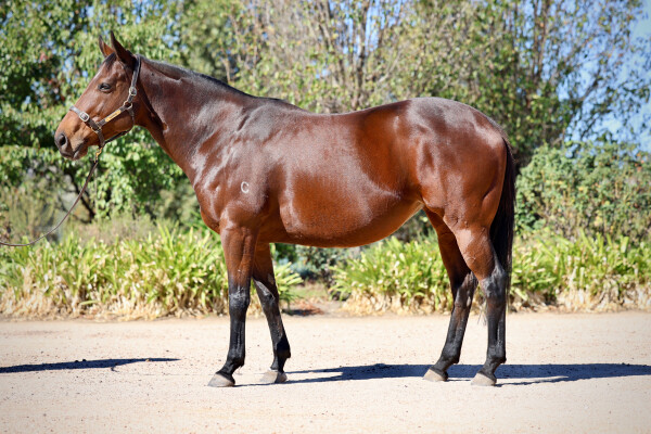 Lot 298: Fastnet Rock / Mefnooda