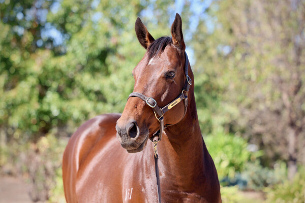 Lot 298: Fastnet Rock / Mefnooda