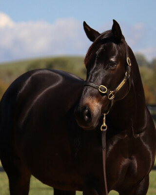 Lot 241: Snitzel / Snipify