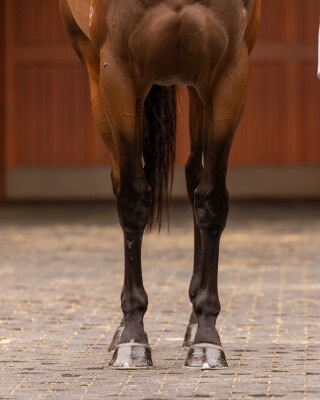 Lot 70: I Am Invincible / Mefnooda