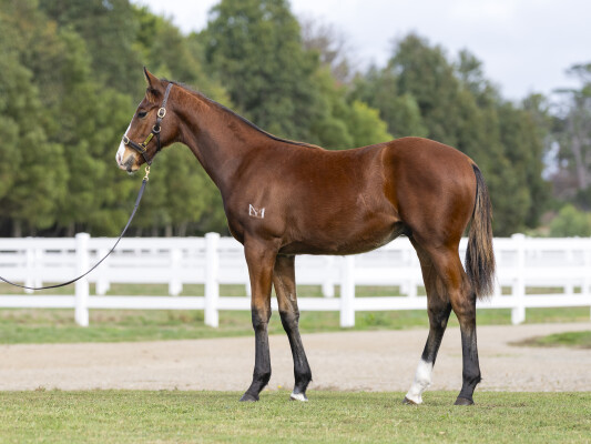 Lot 67: Bivouac / Raneen (NZ)
