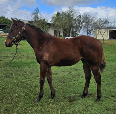 Lot 444: In the Congo / Invincible Kiss