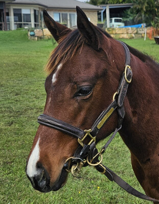 Lot 444: In the Congo / Invincible Kiss