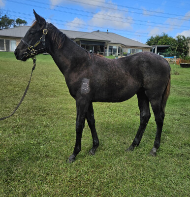 Lot 573: Shamus Award / My Option (USA)