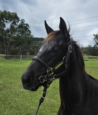 Lot 573: Shamus Award / My Option (USA)