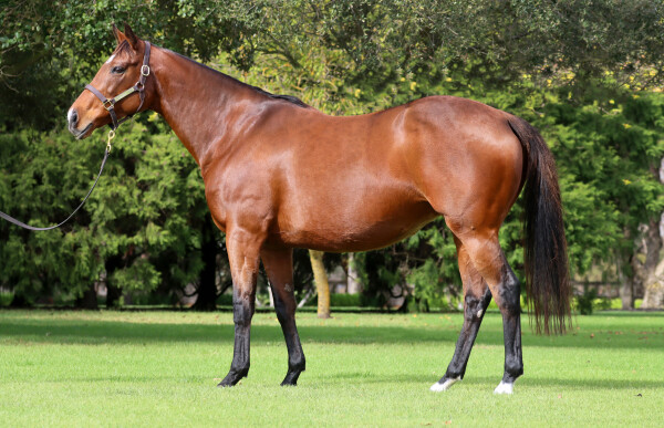 Lot 28: Acclamation (GB) / Sharqawiyah (GB)