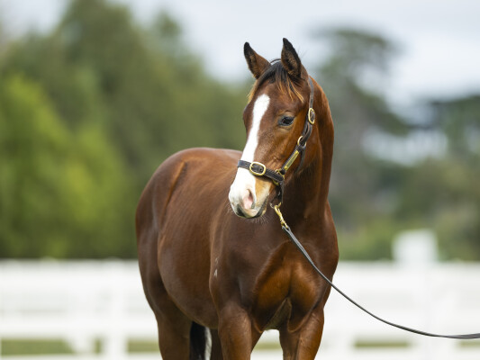 Lot 67: Bivouac / Raneen (NZ)