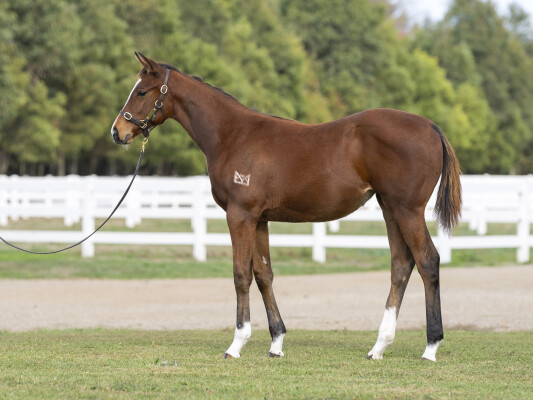 Lot 262: Alabama Express / Arcadia Rose