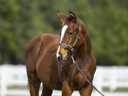 Lot 262: Alabama Express / Arcadia Rose