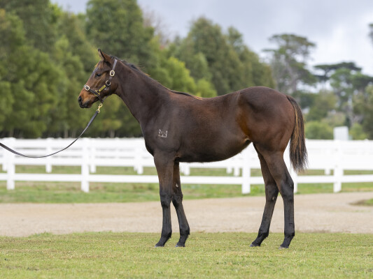 Lot 288: In the Congo / Bolsonaro