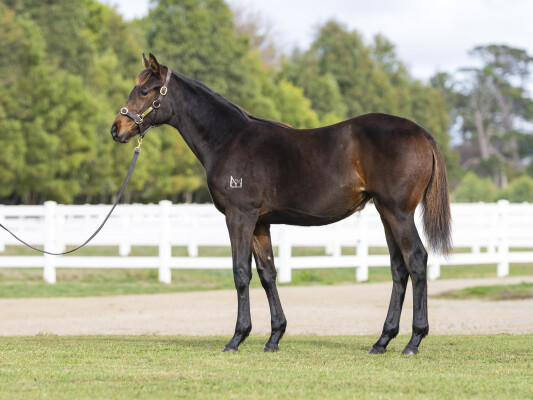 Lot 469: So You Think (NZ) / Kylia (USA)