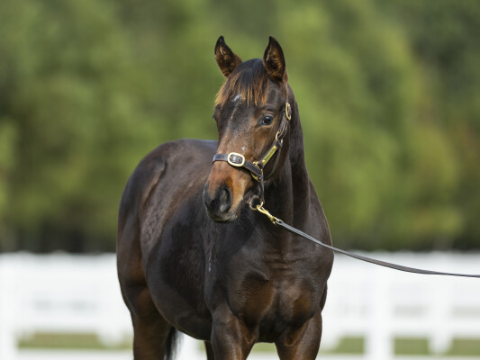 Lot 469: So You Think (NZ) / Kylia (USA)