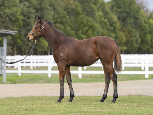 Lot 539: Dundeel (NZ) / Maternal Gift