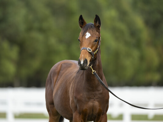 Lot 539: Dundeel (NZ) / Maternal Gift