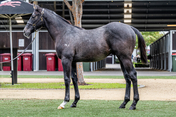 Lot 160: Tassort / Suggestions (NZ)