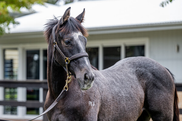 Lot 160: Tassort / Suggestions (NZ)