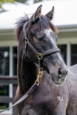 Lot 160: Tassort / Suggestions (NZ)