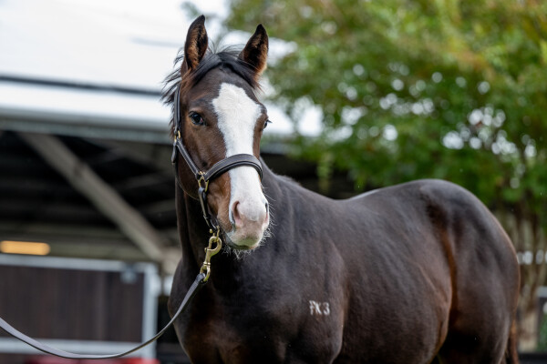 Lot 284: Paulele / Black Canary