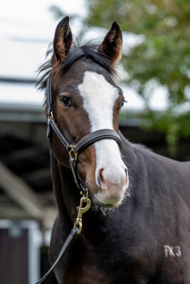 Lot 284: Paulele / Black Canary