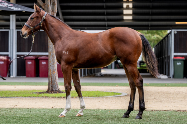 Lot 412: Bruckner / Gundum